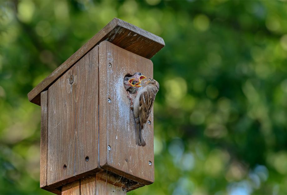 Construire soi-même une maison pour les oiseaux : les 5 meilleurs