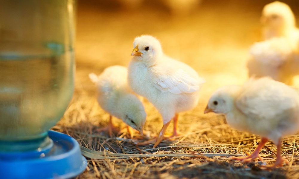 Les poussins ont leur propre abreuvoir 