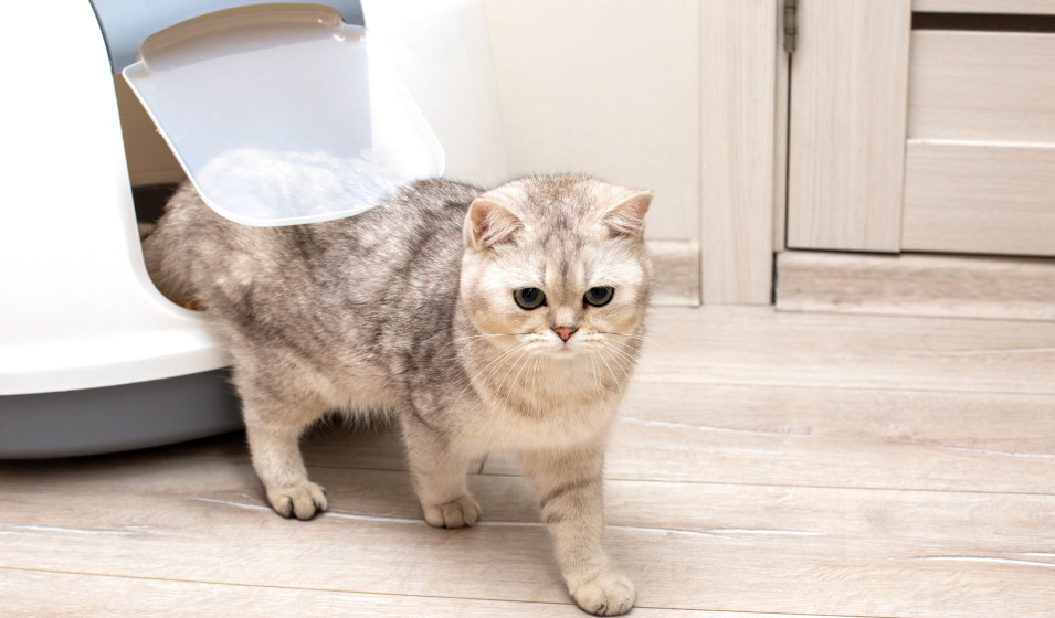 Un chat british shorthair gris sort de sa maison de toilette