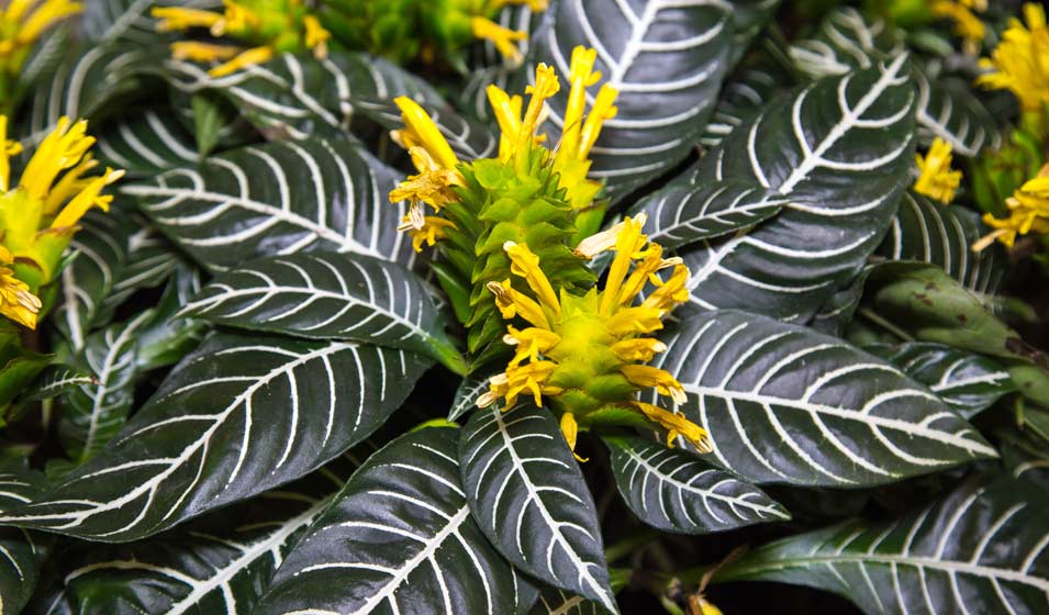 Aphelandra squarrosa 'Dania' dite la belle zébrée