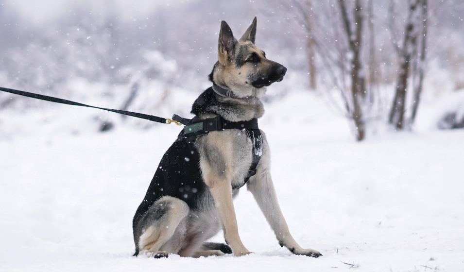 Un chien berger allemand équipé d'un harnais de promenade est assis sur la neige 