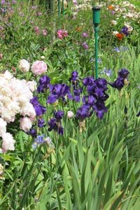 Les iris de Giverny