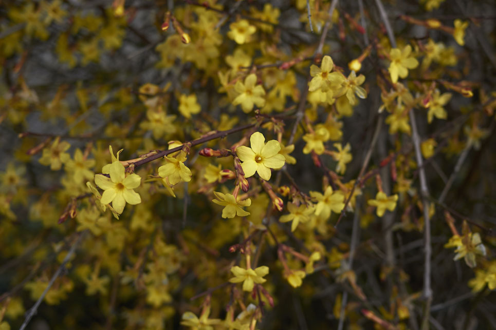 Le jasmin d’hiver