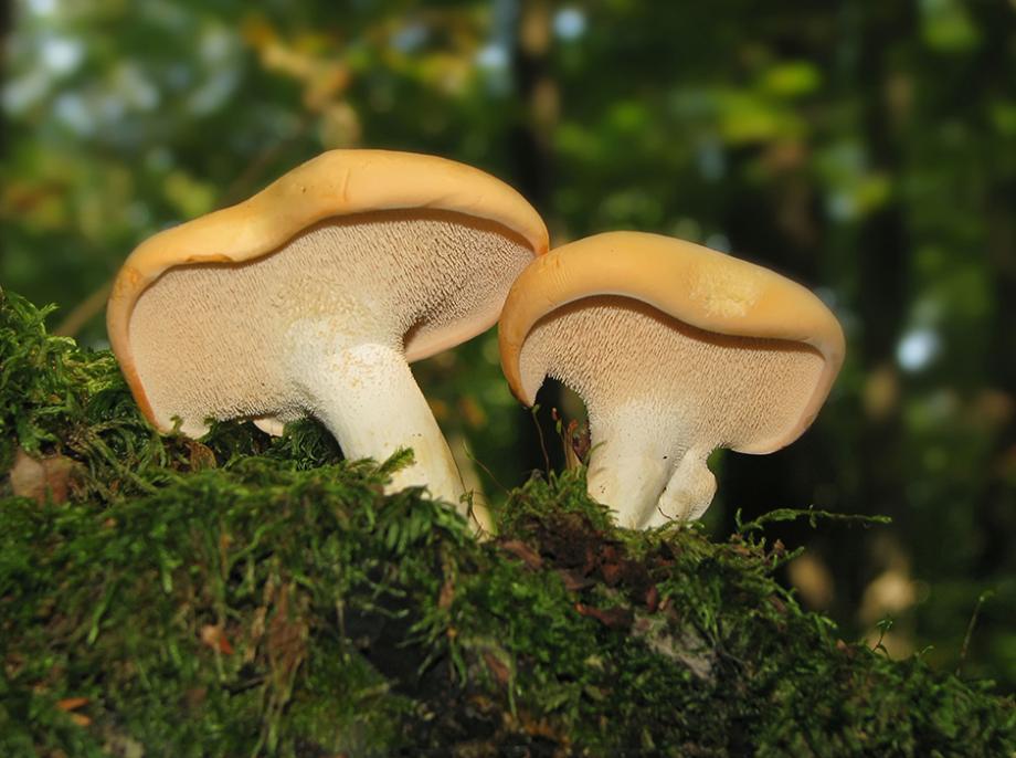 Clé d'identification des champignons de la Manche