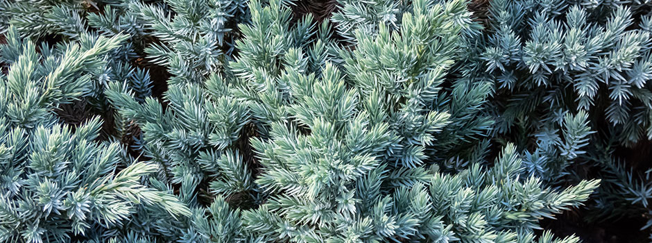 Juniperus squamata 'Blue Star'