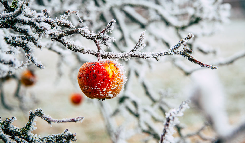 Comment prendre soin des arbres fruitiers en hiver ? - Jardiland