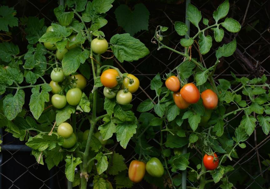 Comment bien faire pousser des tomates ? - Gamm vert