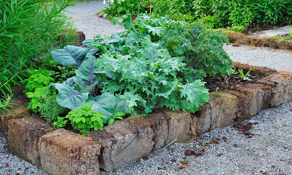 Les potagers partagés ont pour valeur principale la solidarité
