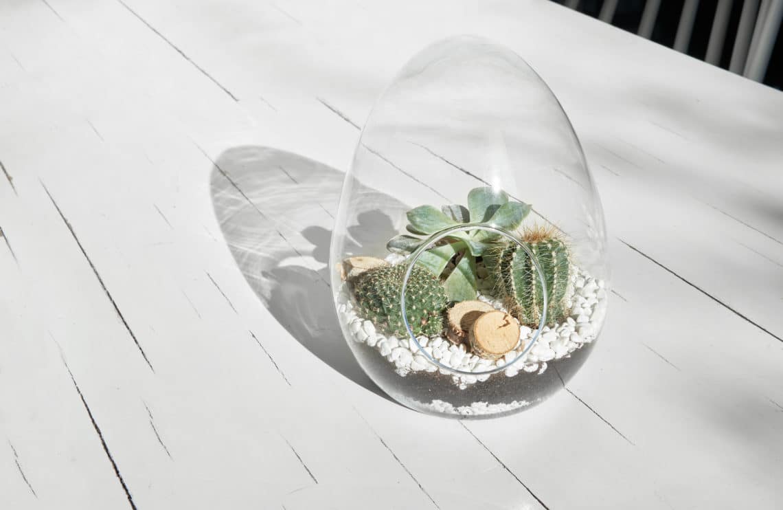 Mon terrarium pour plantes miniatures