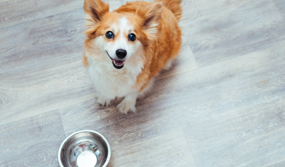 Un chien corgi attend ses croquettes devant une gamelle vide