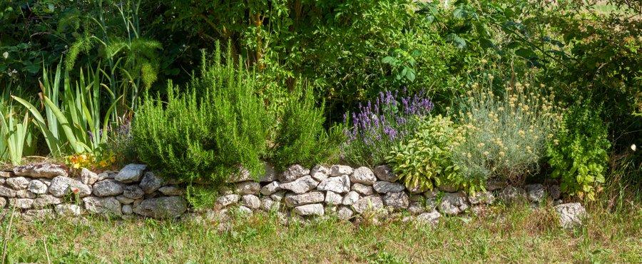 Plantes aromatiques et fleurs méditerranéennes font un bel effet sur un muret en pierre