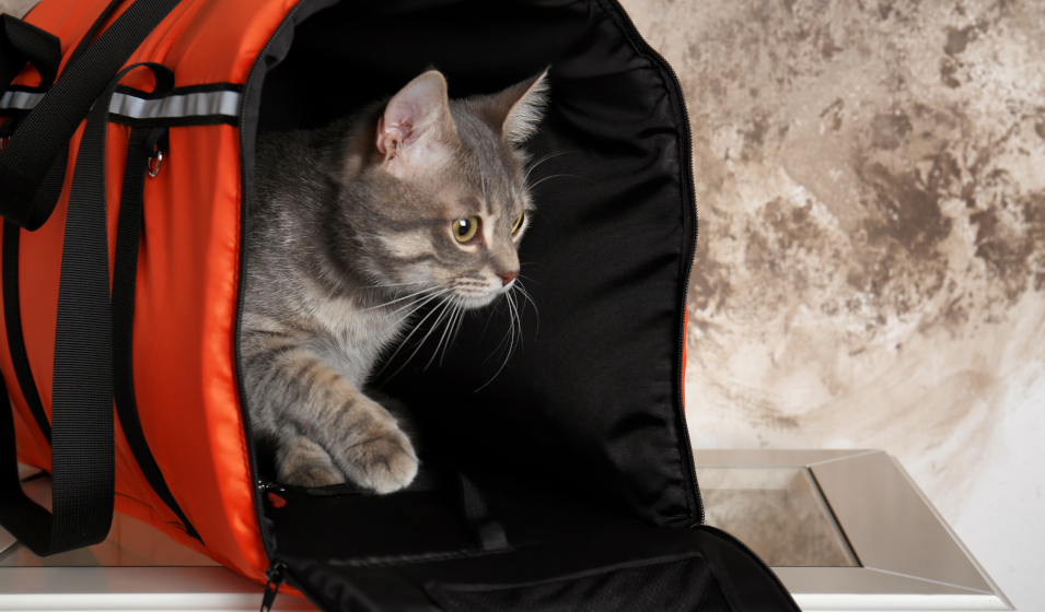 Caisse et sac de transport pour chat