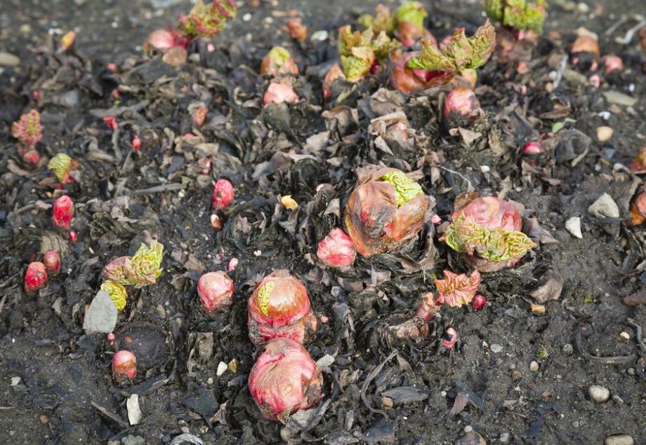 Jeunes pousses de rhubarbe après l'hiver