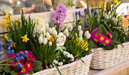 10 Fleurs Pour Cr er Une Jardini re De Printemps Jardiland