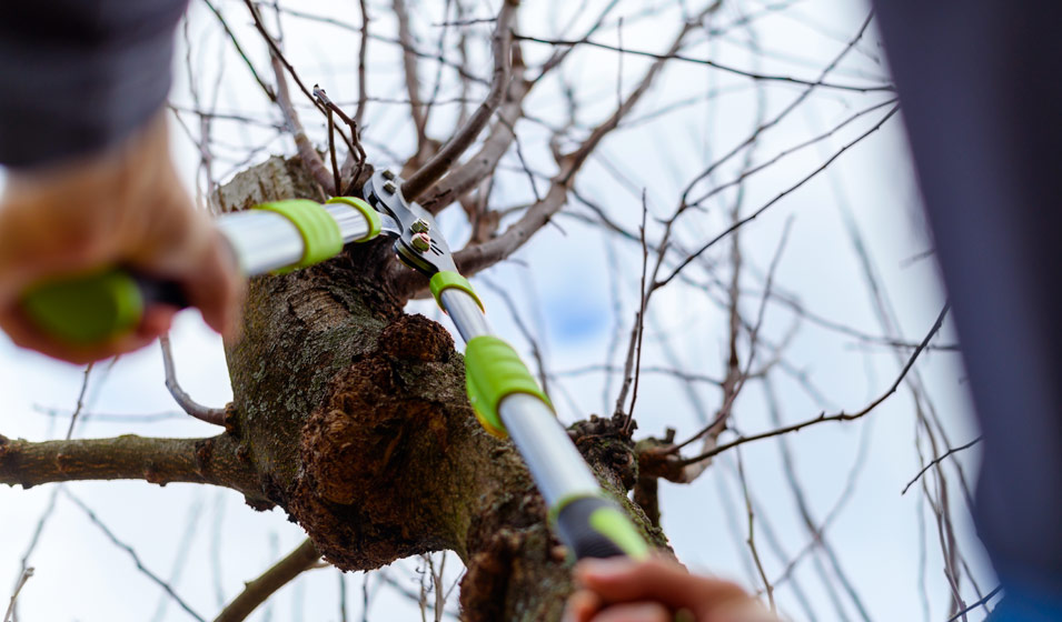 Scie à Main Télescopique 48 Cm Pour Branches Hautes - Lames Double Face - Neuve