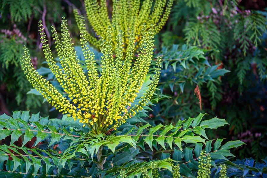 Le mahonia