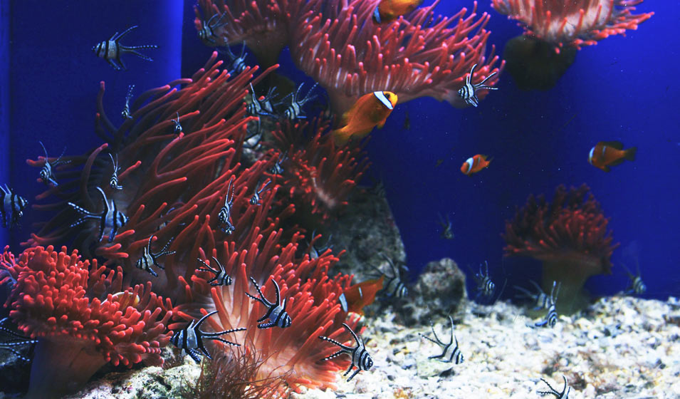 Poissons d'aquarium – lesquels peuvent vivre ensemble ? - Blog du