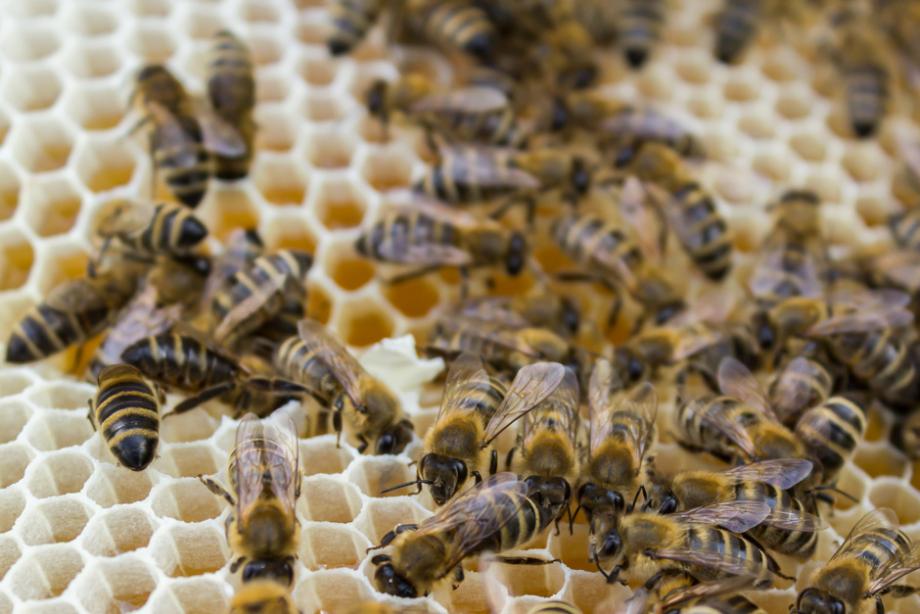 Abeille