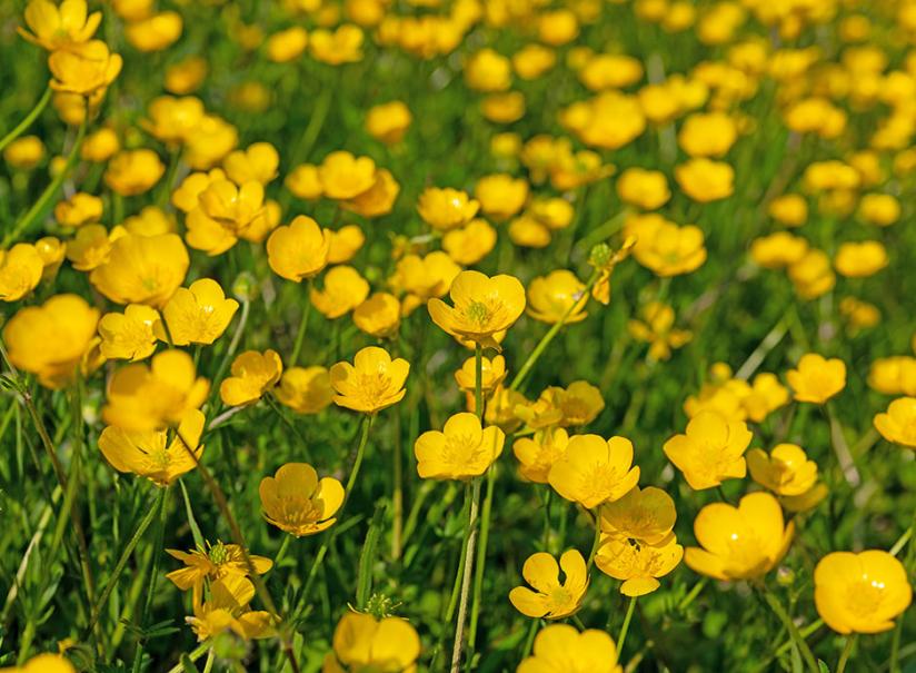 Bouton d'or (Ranunculus repens), jolie mauvaise herbe