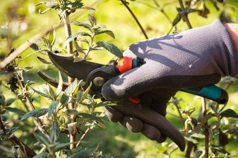 Plantez de nombreux buddleias grâce au bouturage