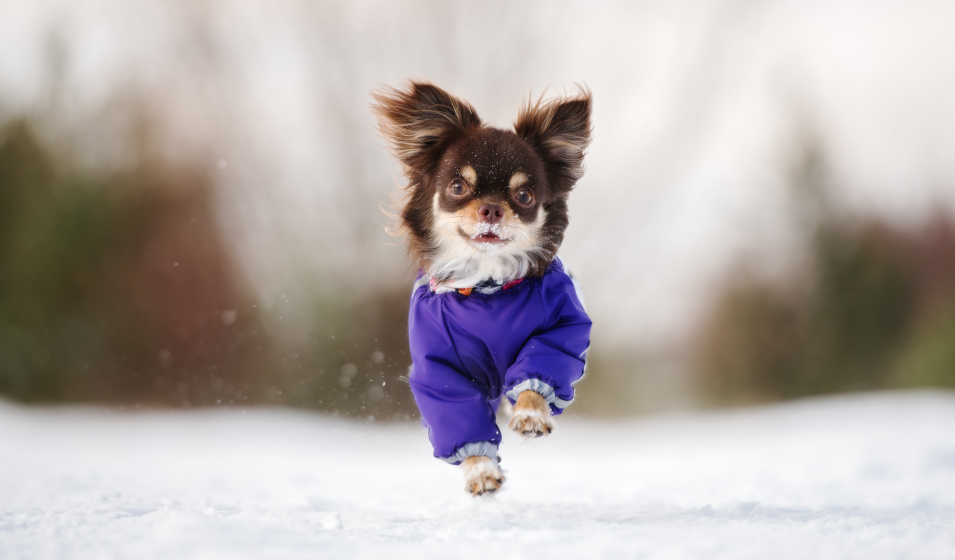 Il est conseillé de nettoyer les pattes du chien après une balade dans la neige