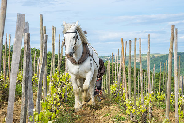 Les chevaux sont utilisés à la place des machines