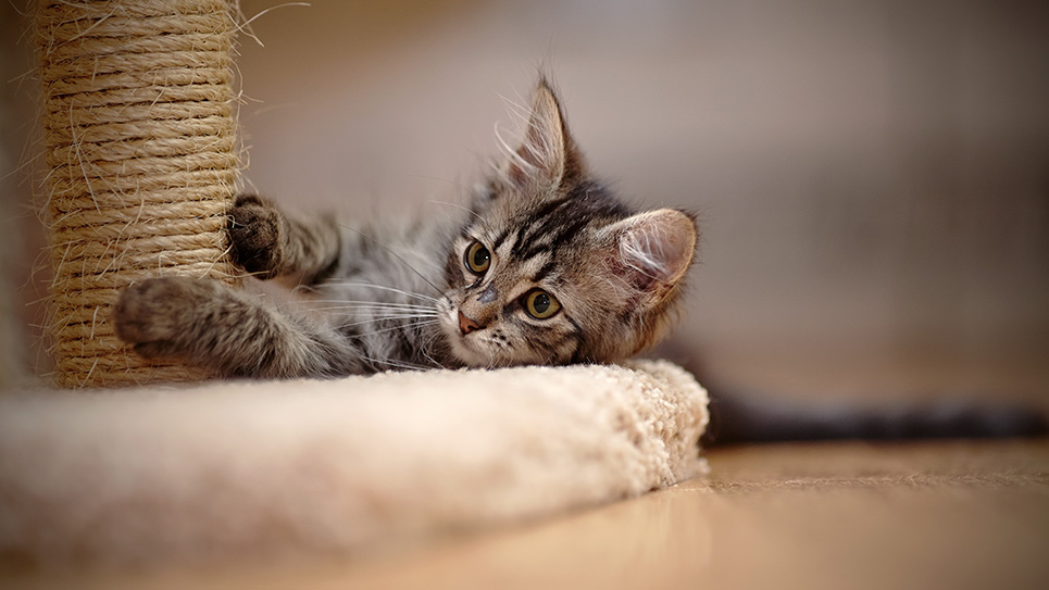 Puis-je faire retirer les griffes de mon chat ?