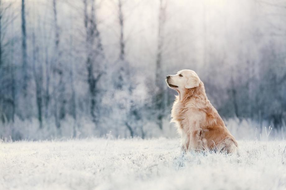 Protéger son chien des dangers de l’hiver