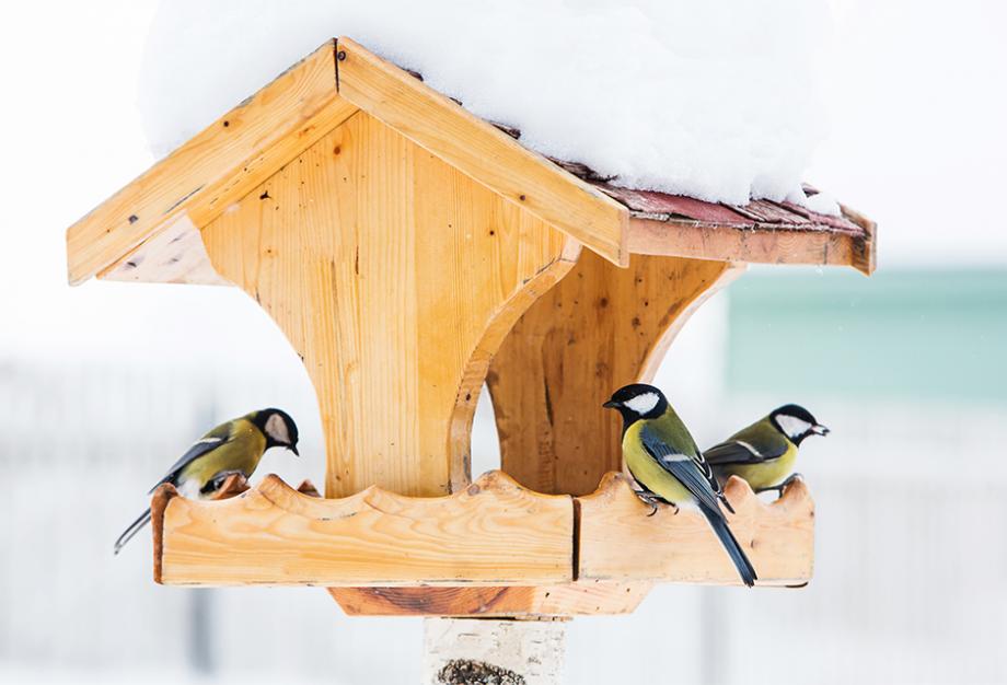 Oiseaux gourmands du jardin : une mangeoire pour les nourrir