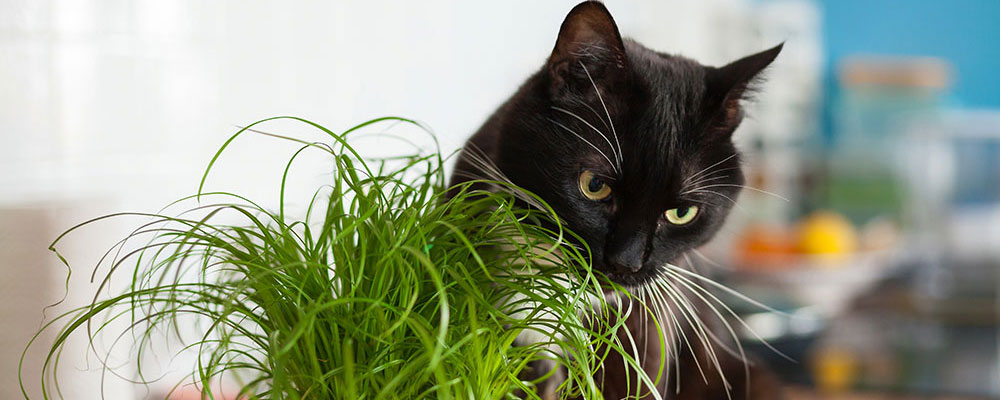 L'herbe à chat
