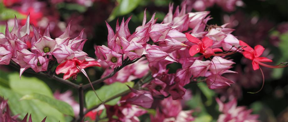 Clérodendron