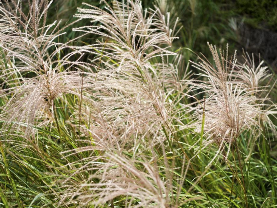 Fleurs de Miscanthus