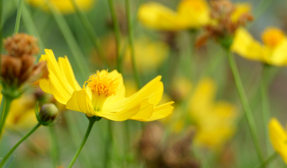 Fleur jaune : les 30 plus belles fleurs jaunes pour le jardin !