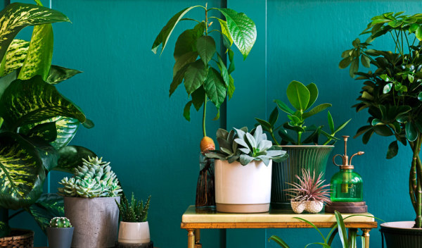 10 idées déco pour mettre en valeur vos plantes d'intérieur - Jardiland