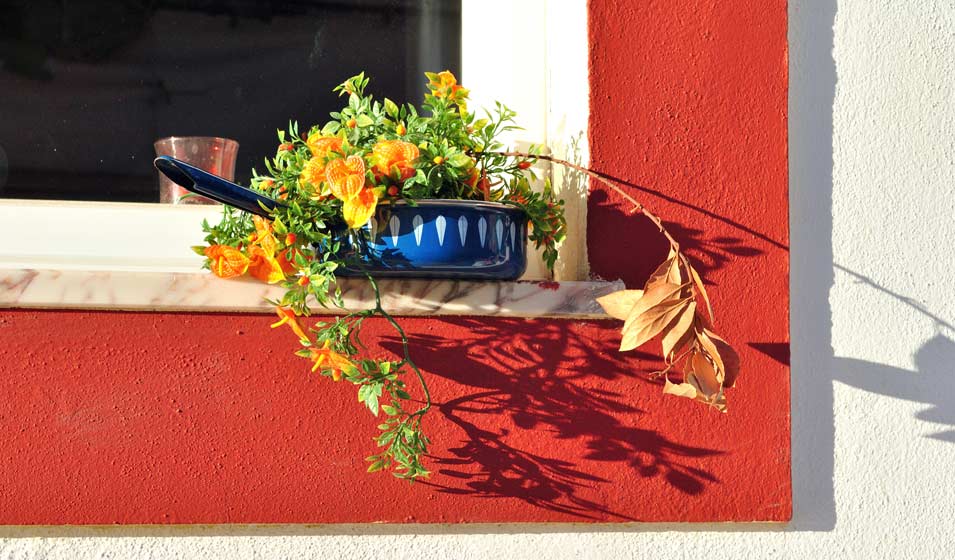Les plantes passent à la casserole 