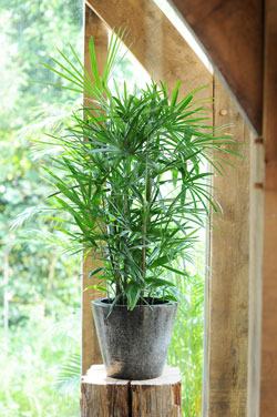 Chamaerops humilis, le palmier nain