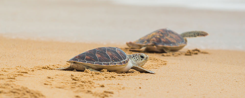 Les tortues de mer