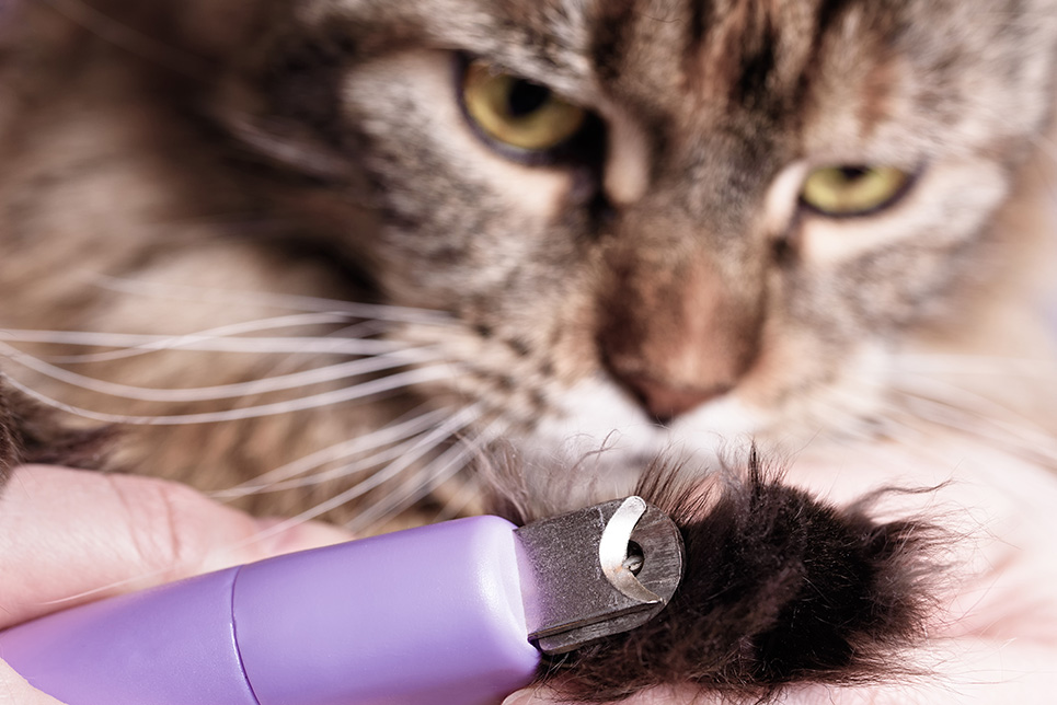Y a-t-il des précautions à prendre pour couper les griffes de mon chat ?