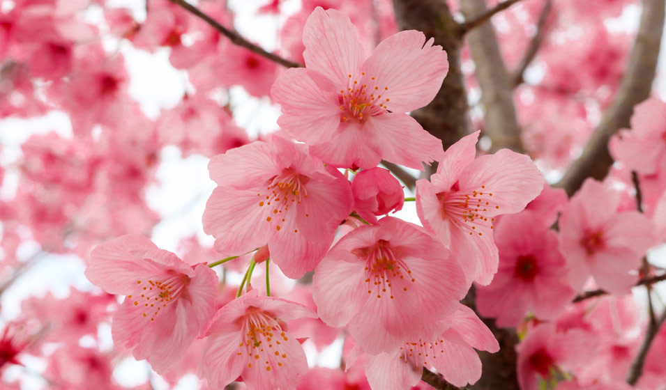 Fumée liquide de bois de cerisier Sakura - Fleurs & feuilles - Nish