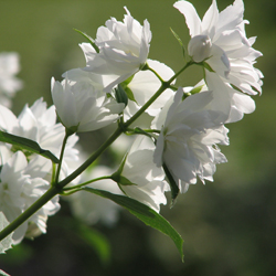 Le seringat est un arbuste à fleurs, cultivable en sol calcaire
