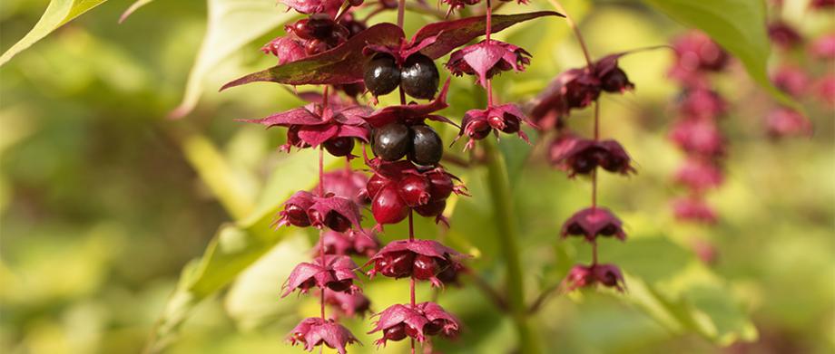 Arbre aux faisans Leycesteria formosa
