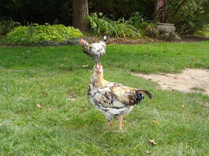 Faire pousser de l'herbe dans l'enclos des poules - Poulorama