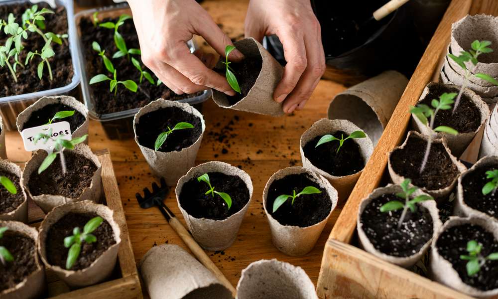 Dès mars, on peut semer tomates sous la serre, au chaud, pour être prêt à les planter en mai