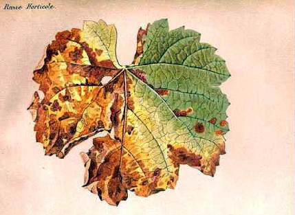 Mildiou