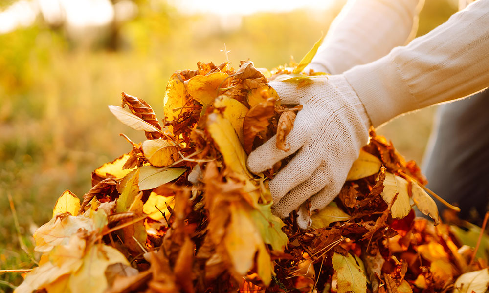 Comment préparer le jardin à l’hiver ?