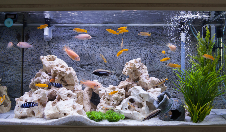 Combien de poissons mettre dans un aquarium ? - Jardiland