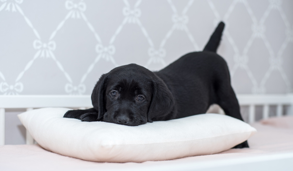 Un couchage adapté aide à calmer un chiot la nuit 