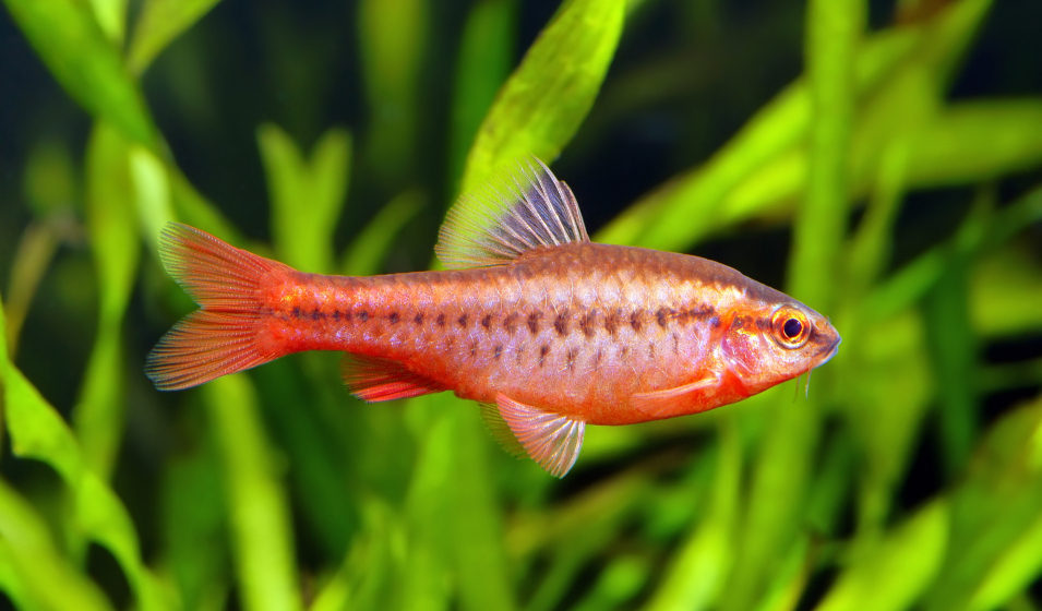 Les poissons rouges - Jardiland