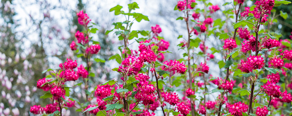 Groseillier à fleurs
