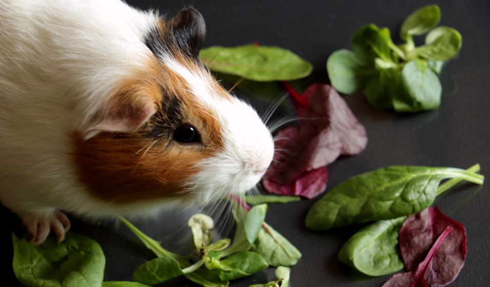 Quelle alimentation ou légumes choisir pour mon cochon d'inde ?
